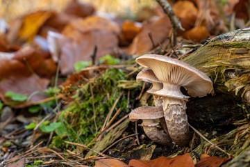 A close-up image of honey mushrooms