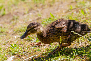 Ducks