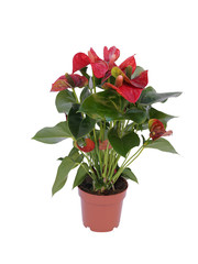 red flower plant in a pot isolated on white background