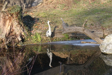 Graureiher sonniges Pl&auml;tzchen