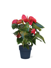 red flower plant in a pot isolated on white background