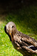 Ducks