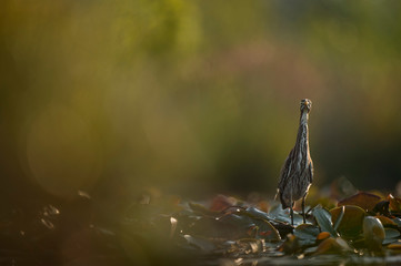 Goofy Green Heron