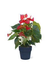 red flower plant in a pot isolated on white background