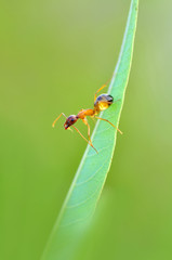 Strong jaws of red ant close-up