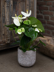 white plant in pot in interior
