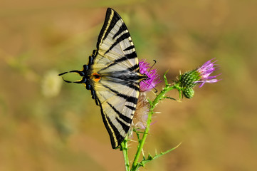 Closeup  beautiful butterflies sitting on flower