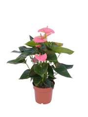 pink flower plant in a pot isolated on white