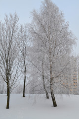 Frosty urban landscape. Scenic frosty nature.  Winter vacation. City winter landscape. Winter town vertical image. Birch grove.