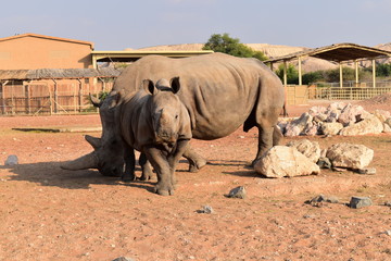 Obraz premium rhinoceros in zoo with baby Rhinoceros 