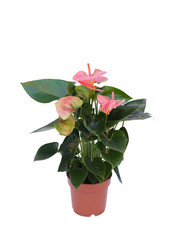 pink flower plant in a pot isolated on white