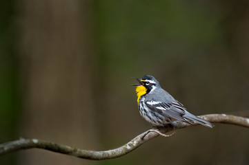 Singing Yellow-throated Warbler