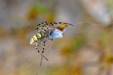 Fototapeta na wymiar Beautiful spider on a spider web- Stock Image 