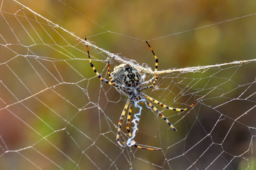 Beautiful spider on a spider web- Stock Image     