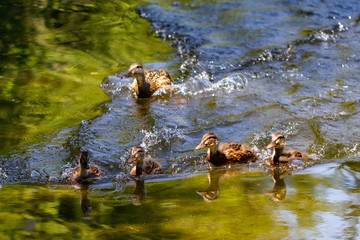 Ducks
