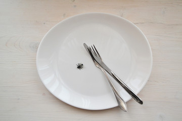 Closeup of fly on white background. Fly, insects. Empty plate.