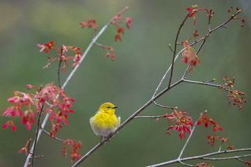 Pine Warbler and Maple Seeds