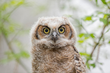 Owlet Eyes