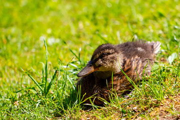 Ducks