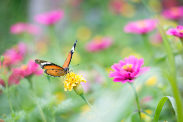 butterflies in a beautiful flower garden