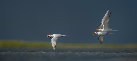 Royal Terns Chasing with Fish