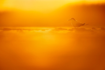 Tern in the Sun