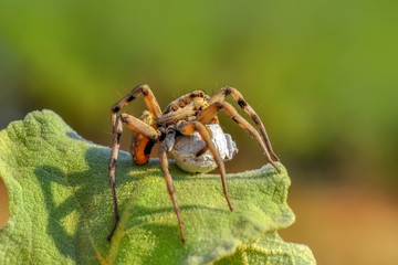 Beautiful spider on a spider web- Stock Image     