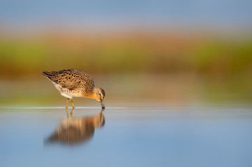 Feeding Dowitcher
