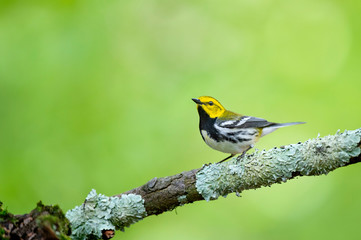 Black-throated Green and Lichen
