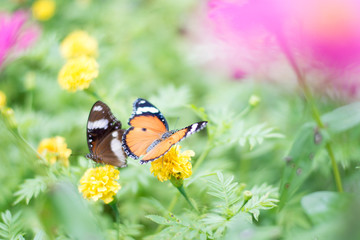 butterflies in a beautiful flower garden