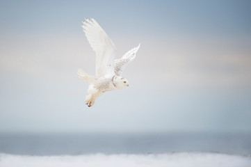 Snowy Owl Takeoff
