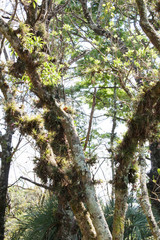 airplants tillandsias in a tree