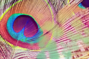 Zelfklevend Fotobehang Colorful and Artistic Peacock Feathers. Macro photo of an arrangement of luminous peacock feathers. © allasimacheva