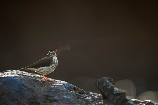 Louisiana Waterthrush Breath