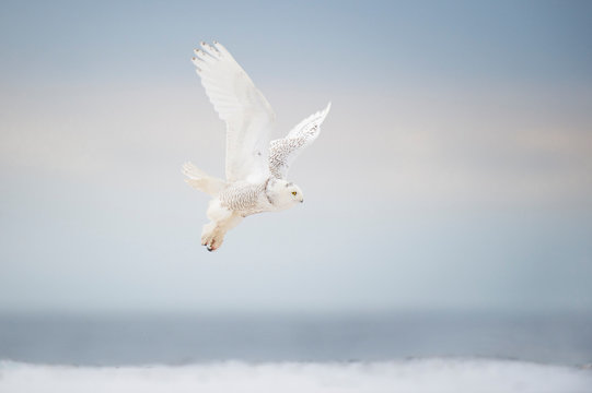 Snowy Owl Takeoff