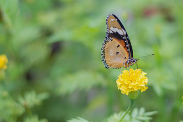 Obraz na płótnie Canvas butterflies in a beautiful flower garden