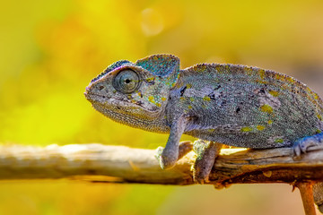 Beautiful green chameleon - Stock Image