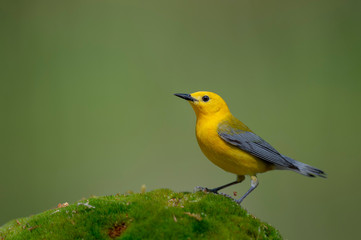 Prothonotary Portrait
