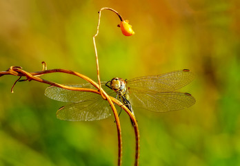 Macro shots, Beautiful nature scene dragonfly. 
