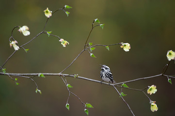 Black and White and Dogwood