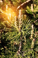 Naklejka na ściany i meble Mountain pine closeup in the sun. Beautiful natural background