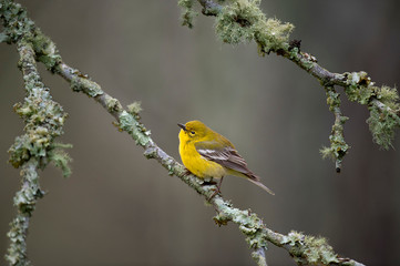 Pine Warbler and Lichen