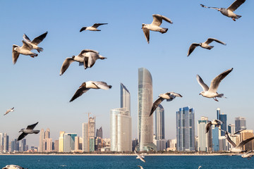 Fototapeta na wymiar Skyline of Abu Dhabi with sea gulls, United Arab Emirates