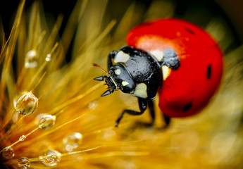 Beautiful ladybug on leaf defocused background