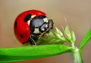 Beautiful ladybug on leaf defocused background