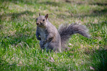 Eastern Gray Squirrel on green grass