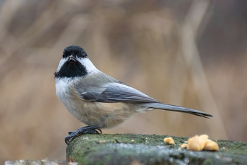 Black-capped chickadee facing the camera