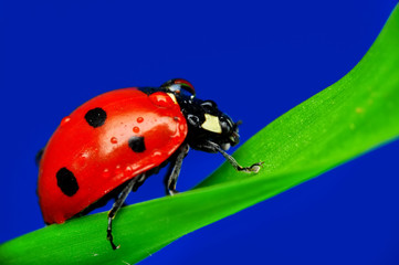 Beautiful ladybug on leaf defocused background