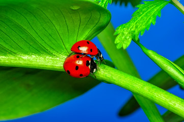 Beautiful ladybug on leaf defocused background