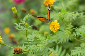 butterflies in a beautiful flower garden